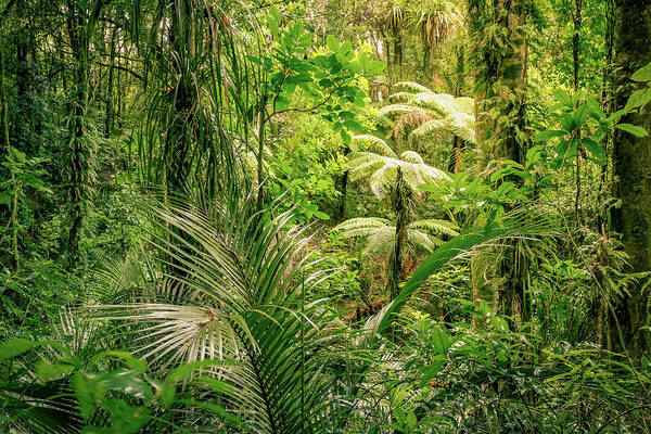 Rain Forest Art Print featuring the photograph Jungle 19 by Les Cunliffe