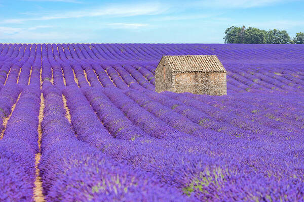 Valensole Art Print featuring the photograph Valensole - Provence, France #25 by Joana Kruse