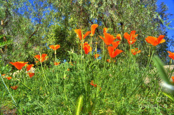 Poppies Art Print featuring the photograph Poppies #26 by Marc Bittan