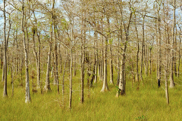 Big Cypress National Preserve Art Print featuring the photograph Florida Everglades by Raul Rodriguez