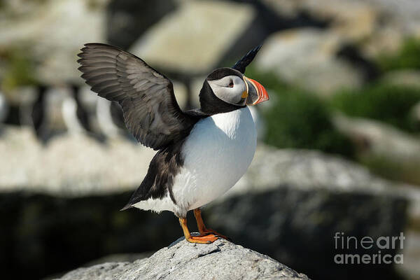 Atlantic Puffin Art Print featuring the photograph Atlantic Puffin #4 by Craig Shaknis