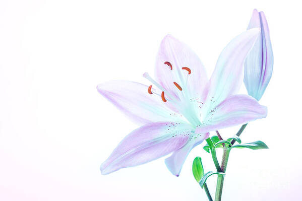 Background Art Print featuring the photograph Beautiful lily flower #3 by Anna Om