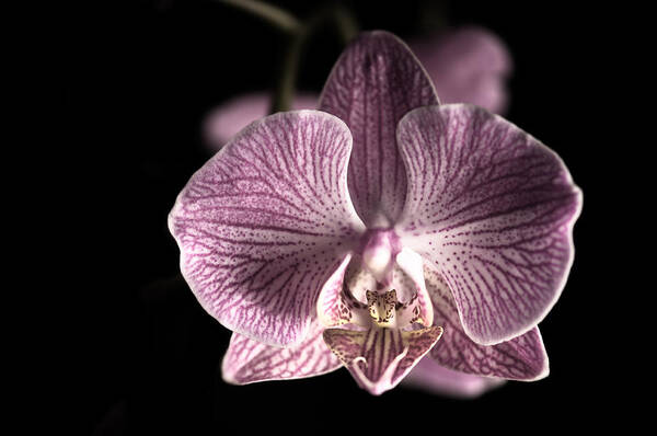Beautiful Art Print featuring the photograph Close up shoot of a beautiful Orchid blossom #3 by U Schade