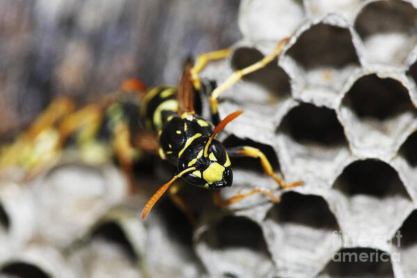 Adult Art Print featuring the photograph Common Wasp Vespula Vulgaris #3 by Gerard Lacz