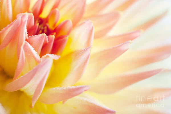 Dahlia Art Print featuring the photograph Dahlia #3 by Nailia Schwarz