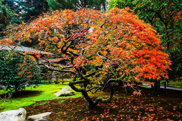 Landscape Art Print featuring the photograph Fall Color - Japanese Maple #3 by Hisao Mogi