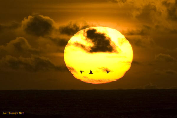Sun Art Print featuring the photograph 3 Gulls by Larry Keahey