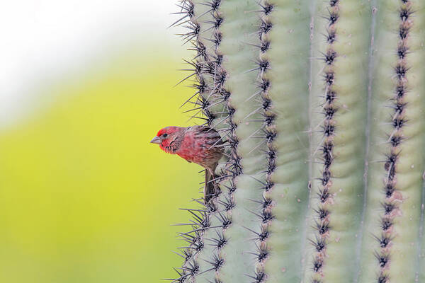 House Art Print featuring the photograph Male House Finch #3 by Tam Ryan