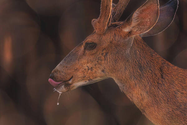 Animal Art Print featuring the photograph Mule Deer #3 by Brian Cross