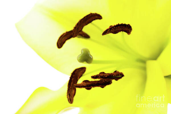 Abstract Art Print featuring the photograph Oriental Lily Flower by Raul Rodriguez