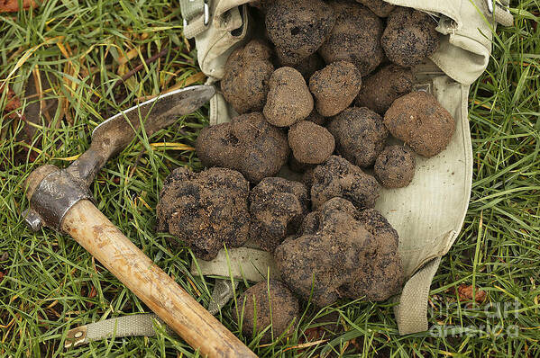 Botany Art Print featuring the photograph Perigord Truffle Tuber Melanosporum #3 by Gerard Lacz