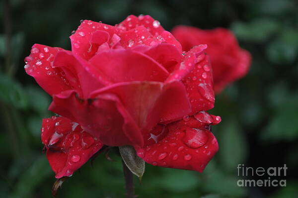  Rose Garden Art Print featuring the photograph Rain Drops #3 by Nona Kumah