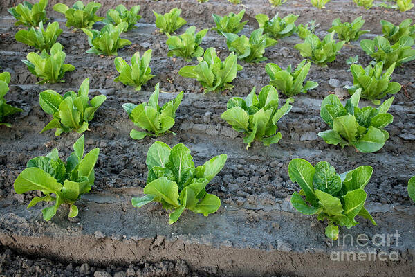 Plant Art Print featuring the photograph Romaine Lettuce #3 by Inga Spence