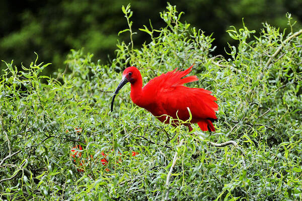 Birds Art Print featuring the photograph Scarlet Ibis #4 by Bill Hosford