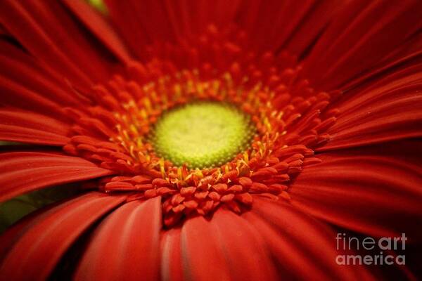 Gerber Daisy Art Print featuring the photograph Flowers by Deena Withycombe