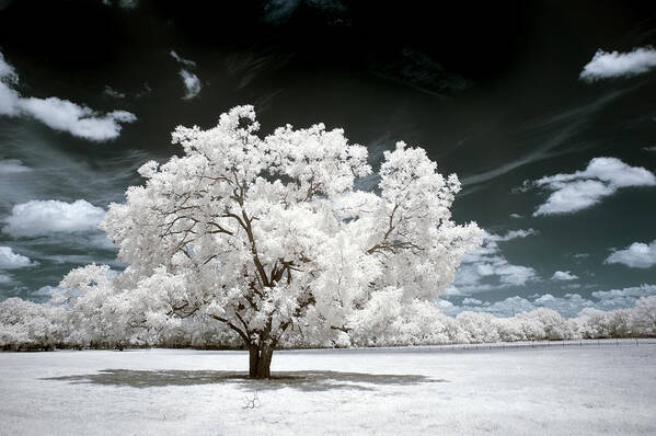 Infrared Art Print featuring the photograph 39 by Mike Irwin