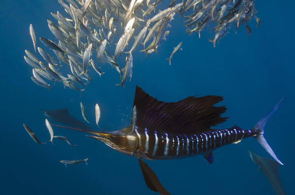 Mp Art Print featuring the photograph Atlantic Sailfish Istiophorus Albicans #4 by Pete Oxford