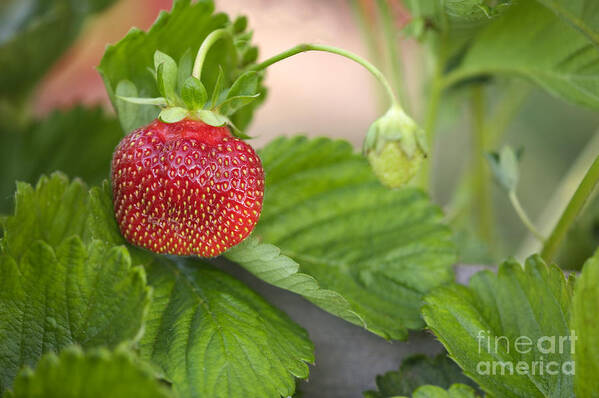 Strawberry Art Print featuring the photograph Chandler Strawberries #4 by Inga Spence