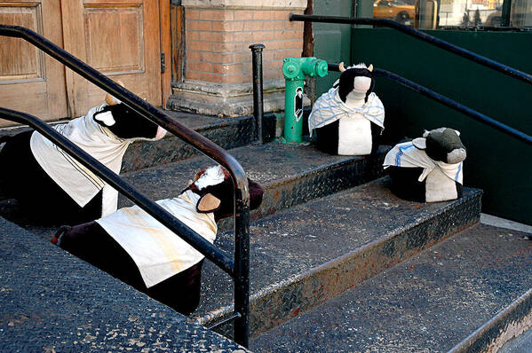 Cows Art Print featuring the photograph 4 Cows on a Stoop by JoAnn Lense