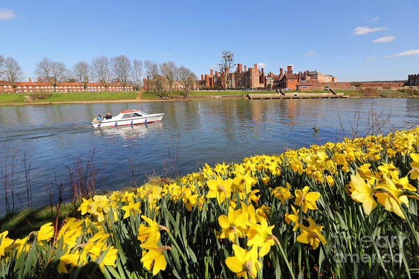 Daffodils Beside The Thames At Hampton Court London Uk Art Print featuring the photograph Daffodils beside the Thames at Hampton Court London UK #5 by Julia Gavin