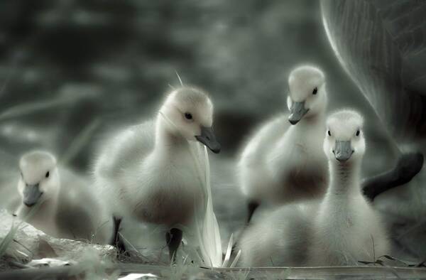 Goose Art Print featuring the photograph 4 Hot Chicks by Abbie Loyd Kern