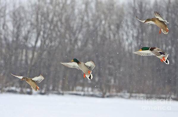 Ducks Art Print featuring the photograph 4 In A Row by Robert Pearson