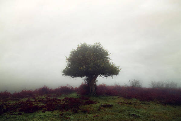 New Forest Art Print featuring the photograph New Forest - England #4 by Joana Kruse