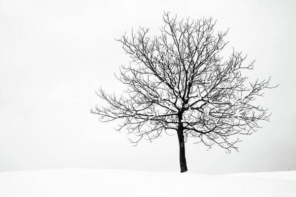 Tree Art Print featuring the photograph Winter #4 by Ian Middleton