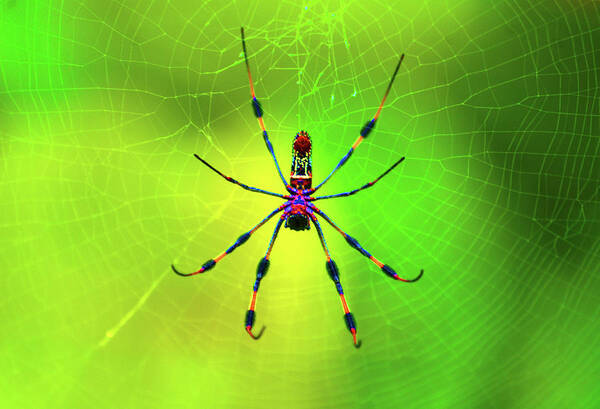 Banana Spider Art Print featuring the digital art 42- Come Closer by Joseph Keane