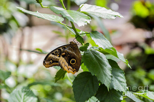 Owl Butterfly Wonderland Art Print featuring the photograph Owl Butterfly by Richard J Thompson