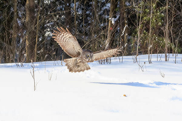 Canada Art Print featuring the photograph Great Grey Owl in flight #5 by Josef Pittner