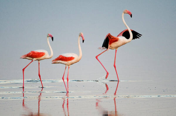 Photography Art Print featuring the photograph Greater Flamingos Phoenicopterus Roseus #5 by Panoramic Images