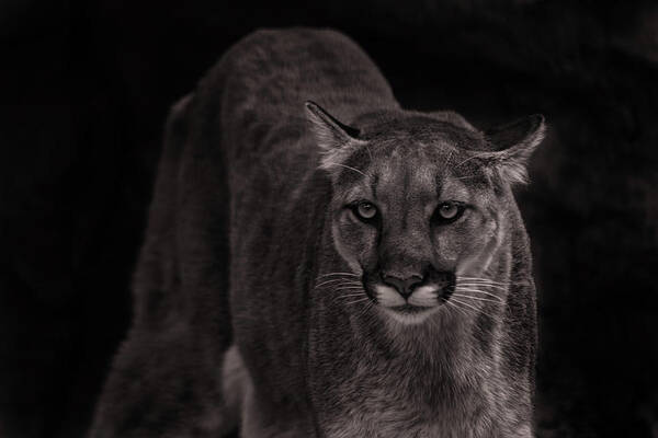 Animal Art Print featuring the photograph Mountain Lion #5 by Brian Cross