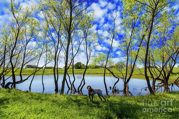 Austin Art Print featuring the photograph Texas Hill Country by Raul Rodriguez
