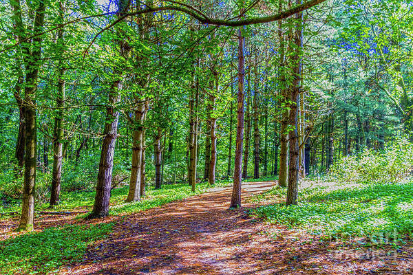 Trees Art Print featuring the photograph The Path #5 by William Norton