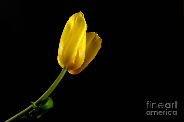 Floral Art Print featuring the photograph Yellow Tulip by Dariusz Gudowicz