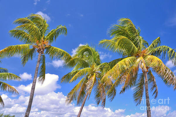 Palm Trees Art Print featuring the photograph 52- Palms In Paradise by Joseph Keane