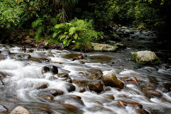 Creek Art Print featuring the photograph Forest stream 1 by Les Cunliffe