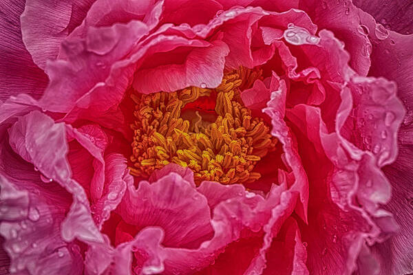 Paeonia Lactiflora Art Print featuring the photograph Chinese peony macro background #7 by Karen Foley