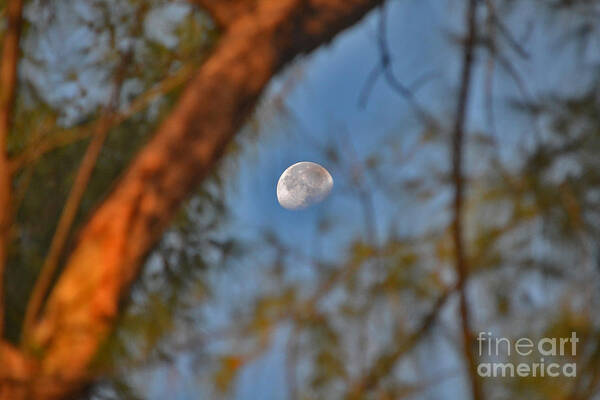 Moon Art Print featuring the photograph 7- Moon Forest by Joseph Keane