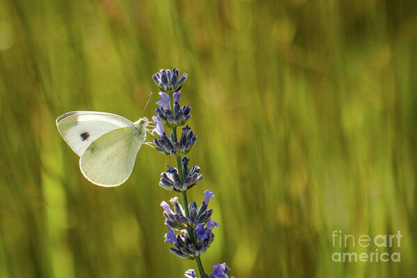 Animal Art Print featuring the photograph Pieris brassicae, the large white, also called cabbage butterfly by Amanda Mohler