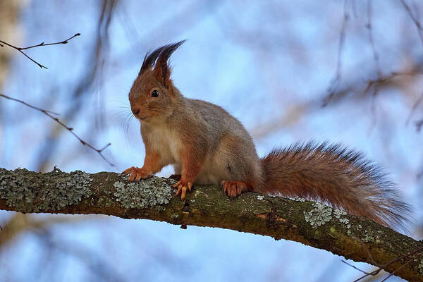 Finland Art Print featuring the photograph Red squirrel #7 by Jouko Lehto