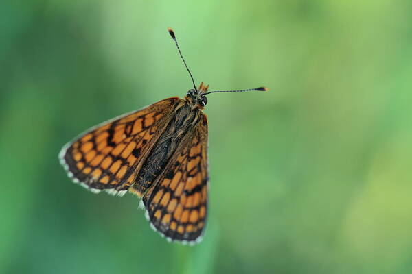 Animal Art Print featuring the photograph The beauty of butterflies #6 by Natura Argazkitan