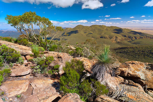 Wilpena Pound Flinders Ranges Outback Landscape Landscapes South Australia Australian Gum Trees Mountains Rock Outcrop Art Print featuring the photograph Wilpena Pound #7 by Bill Robinson