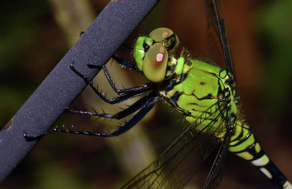 Photograph Art Print featuring the photograph Dragonfly #8 by Larah McElroy