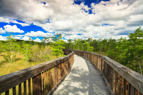 Everglades Art Print featuring the photograph Florida Everglades #9 by Raul Rodriguez