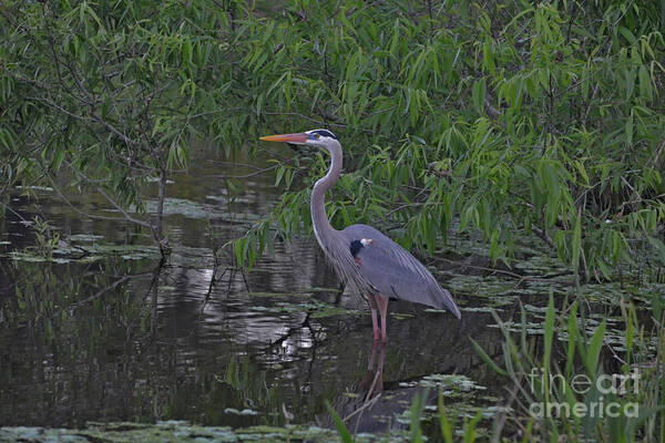 Great Blue Heron Art Print featuring the photograph 9- Great Blue Heron by Joseph Keane