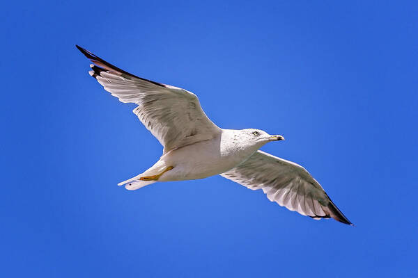 Animal Art Print featuring the photograph Gull in flight #9 by Peter Lakomy