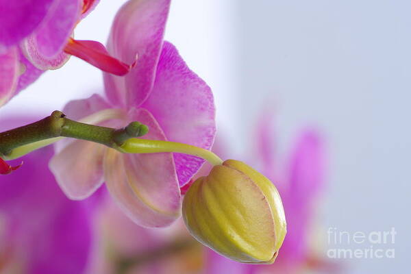 Orchid Art Print featuring the photograph Pink Orchid #5 by Dariusz Gudowicz