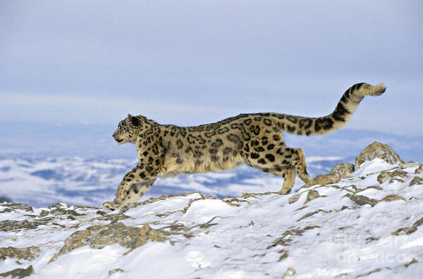 Snow Leopard Art Print featuring the photograph Snow Leopard #9 by Jean-Louis Klein & Marie-Luce Hubert